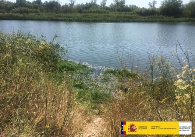 La CHT identifica y retira plantas de camalote en un tramo del Tajo en Talavera