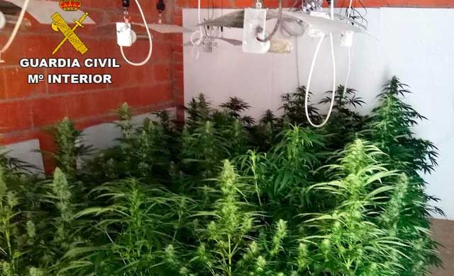 Un detenido y 42 plantas de marihuana incautadas en Villarrubia de los Ojos