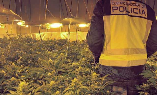 Detenidos una madre y un hijo por tener en casa 110 plantas de marihuana