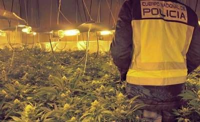 Detenidos una madre y un hijo por tener en casa 110 plantas de marihuana