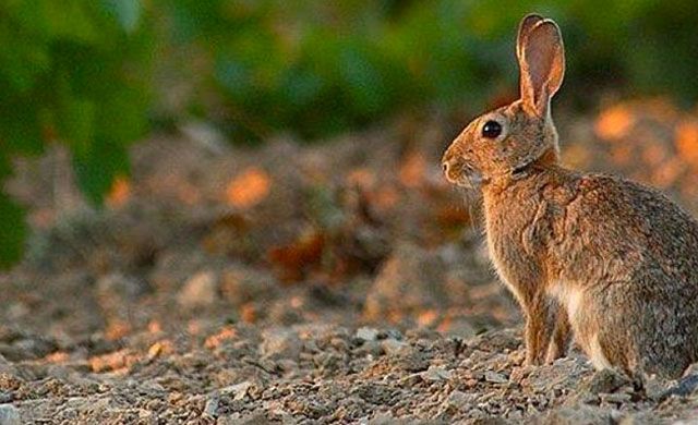 ASAJA pide al Gobierno central y Junta medidas por la plaga de conejos