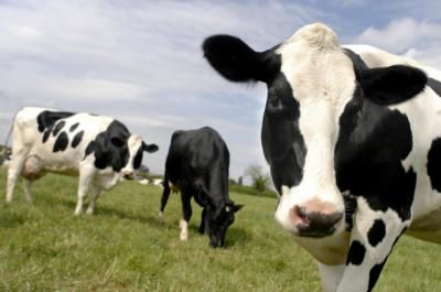 'SOS' de los ganaderos de leche: "muchas explotaciones podrían desaparecer"