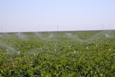 CLM pone en marcha ayudas por valor de 31 millones para mejoras de regadíos que beneficiarán a 40.000 agricultores