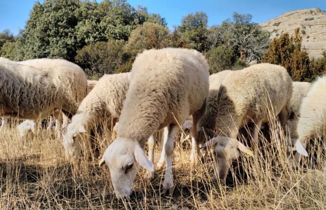 CLM adelanta el pago y abona este viernes más de 26 millones de ayudas para agricultura ecológica y pastoreo