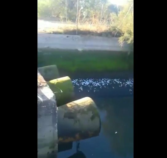 VÍDEO | Aparecen cientos de peces muertos en el arroyo de Las Parras de Talavera