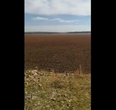 VÍDEO | La impactante imagen del Tajo por culpa de una planta invasora