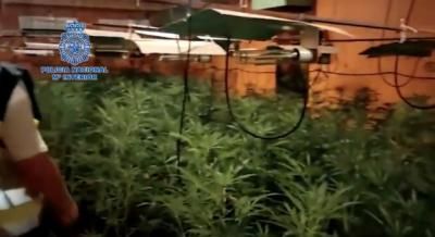 El Casar de Escalona: 33 detenidos y 3.000 plantas de marihuana incautadas