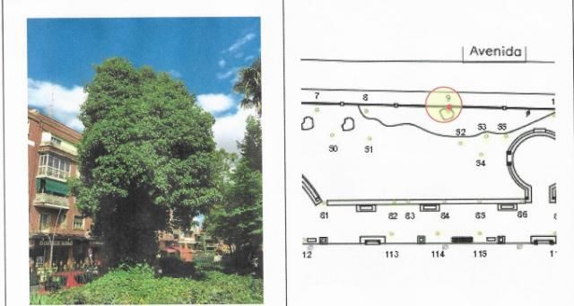 Talavera: El árbol caído en 'El Prado' estaba enfermo y no se sustituyó al detenerse los trabajos por las protestas