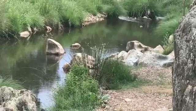 Arroyo del río Pusa a su paso por Los Navalucillos