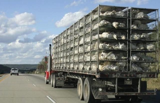 Camión transportando pollos - Imagen de recurso