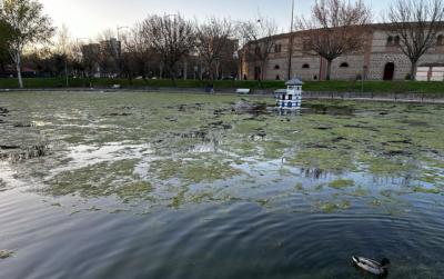 Invasión de algas en el parque de la Alameda de Talavera