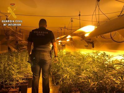 La Guardia Civil detiene a tres personas e incauta 443 plantas de marihuana en Carmena