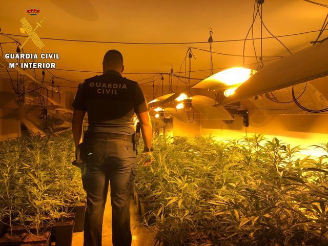 La Guardia Civil detiene a tres personas e incauta 443 plantas de marihuana en Carmena