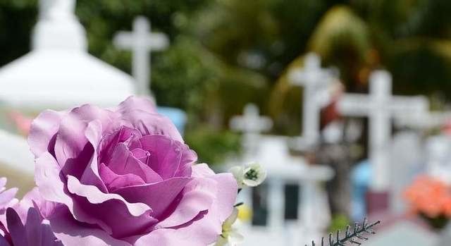 Estas son las flores más vendidas en CLM por el Día de Todos los Santos