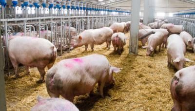 La Junta da luz verde a una granja de 2.000 plazas de cebo de porcino en Lucillos