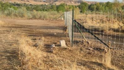 Denuncian la "agonía" de corzos en plena ola de calor: "No pueden beber agua, el acceso está vallado"