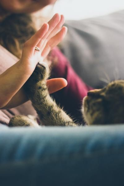 La tenencia responsable de mascotas nos hace más humanos