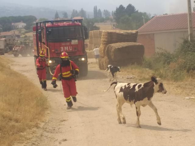 Oleada de solidaridad: alimentos para animales, alojamiento... ¿quieres colaborar?