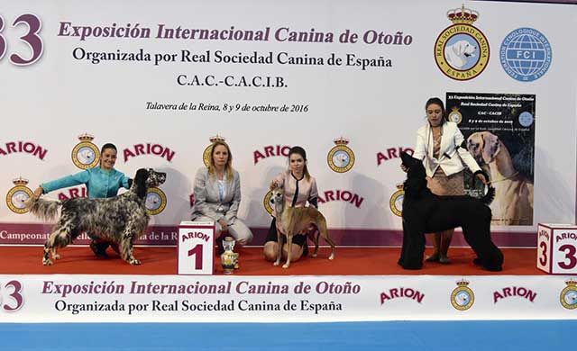 Macarena Rueda, mejor presentador joven de la 33 Exposición Canina