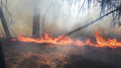 Incendio forestal en EL Tiétar. INFOCAL