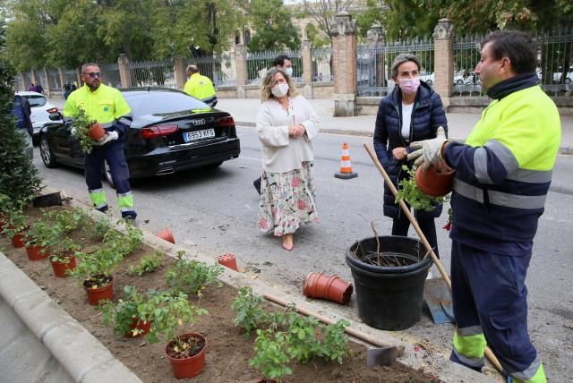 Más de 30 laureles y 400 rosales para decorar el Paseo de la Rosa