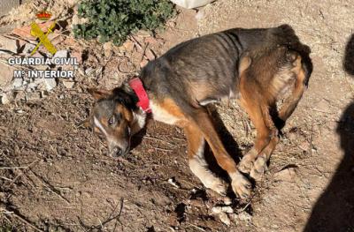 Encadenado y desnutrido: así han encontrado a un perro abandonado por su dueño