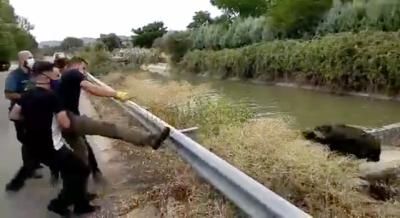 VIDEO | Rescatan a un jabalí que se ahogaba en el Canal del Alberche