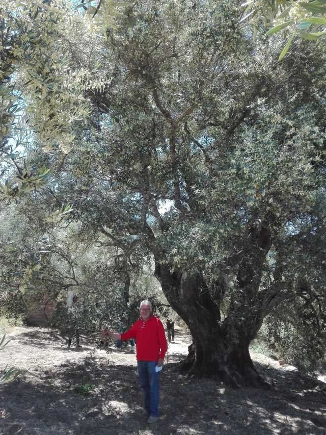 El autor del reportaje junto a este extraordinario olivo al que contemplan medio siglo. Toda una joya de la naturaleza.