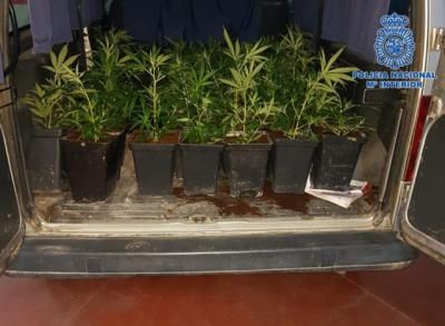 MARIHUANA | Pillados padre e hijo mientras descargaban 62 plantas