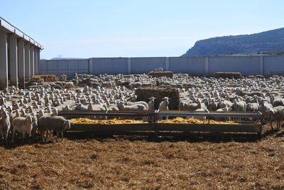 AYUDAS | 2,3 millones de euros destinados al sector ovino en la provincia de Toledo