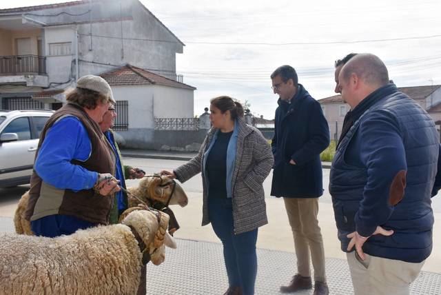 Los carneros, un símbolo del Cortejo de Mondas de Talavera