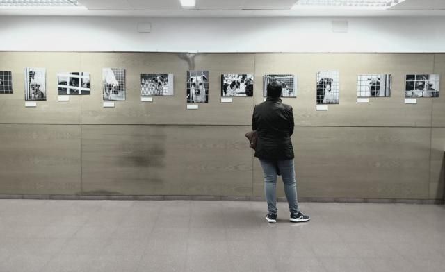 Un total de 27 fotografías integran una exposición en Toledo para concienciar sobre el abandono de animales