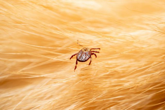 Todo lo que debes saber sobre el riesgo de mordeduras de garrapatas