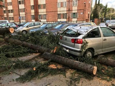 El fuerte viento que azota Talavera provoca la caída de varios árboles