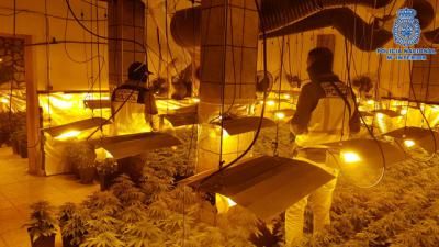 Desmantelado en el barrio de Patrocinio un laboratorio clandestino con marihuana con 961 plantas