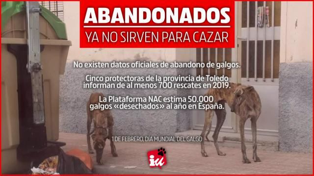 Día Internacional del Galgo (No es país para galgos)