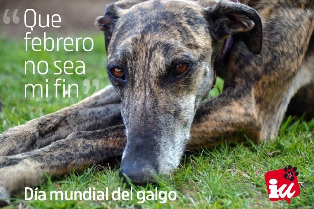 Día Internacional del Galgo (No es país para galgos)