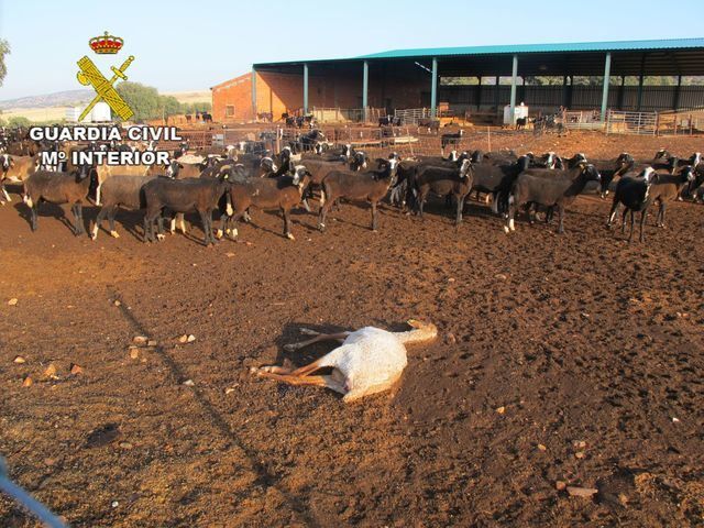 La Guardia Civil investiga a tres personas por abandono de animales en dos actuaciones