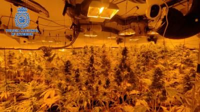 Desmantelan una plantación de marihuana oculta en el sótano de una vivienda 