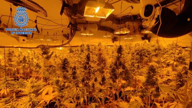 Desmantelan una plantación de marihuana oculta en el sótano de una vivienda 