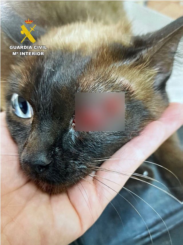 Detenido por disparar en la cabeza a un gato con una pistola de aire comprimido