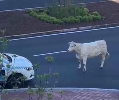 ¡Increíble! Una vaca se da un paseo por el Polígono de Toledo