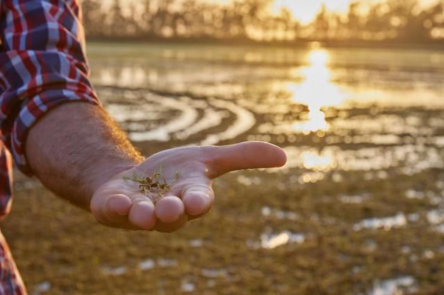 Cinco claves para que tu alimentación sea más sostenible