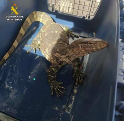 ¿Un lagarto gigante en tu vecindario? Es lo que se han encontrado en un pueblo de CLM