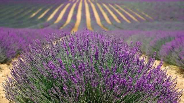 El Parlamento Europeo saca la lavanda de la ‘lista negra de los tóxicos’