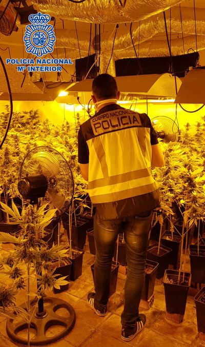 La Policía Nacional desmantela en Pepino una plantación de 1.720 plantas de Cannabis Sativa