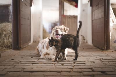 ACTUALIDAD | Posible "envenenamiento" de perros y gatos en Toledo