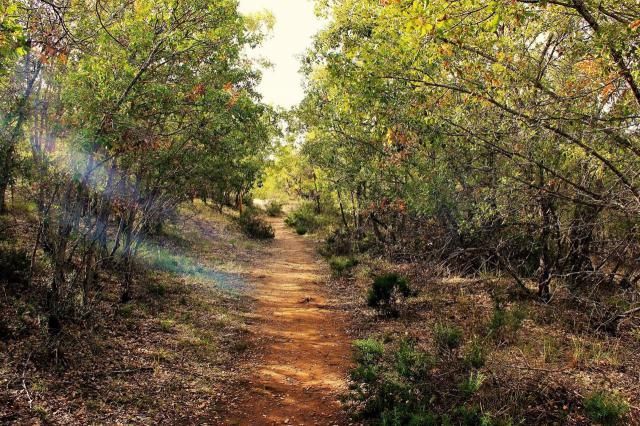 Bosque de Valdenazar, Yebes (Guadalajara)