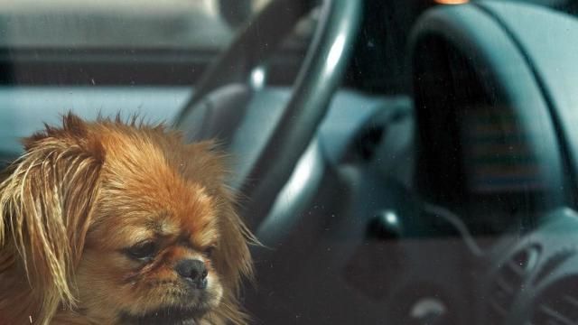 magen de un perro dentro de un vehículo / Istock