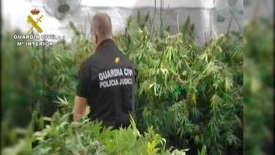 Un detenido en El Casar por cultivar 3.410 plantas de marihuana en una vivienda (IMÁGENES)